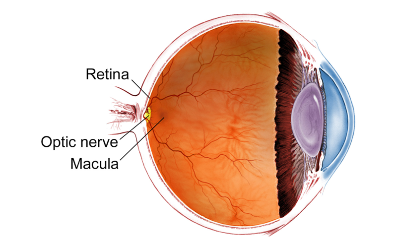 Retina Specialist